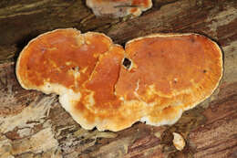 Image de Polypore sanguinolent