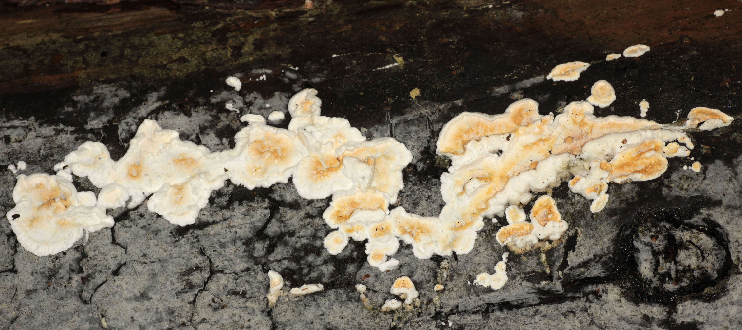 Image de Polypore sanguinolent