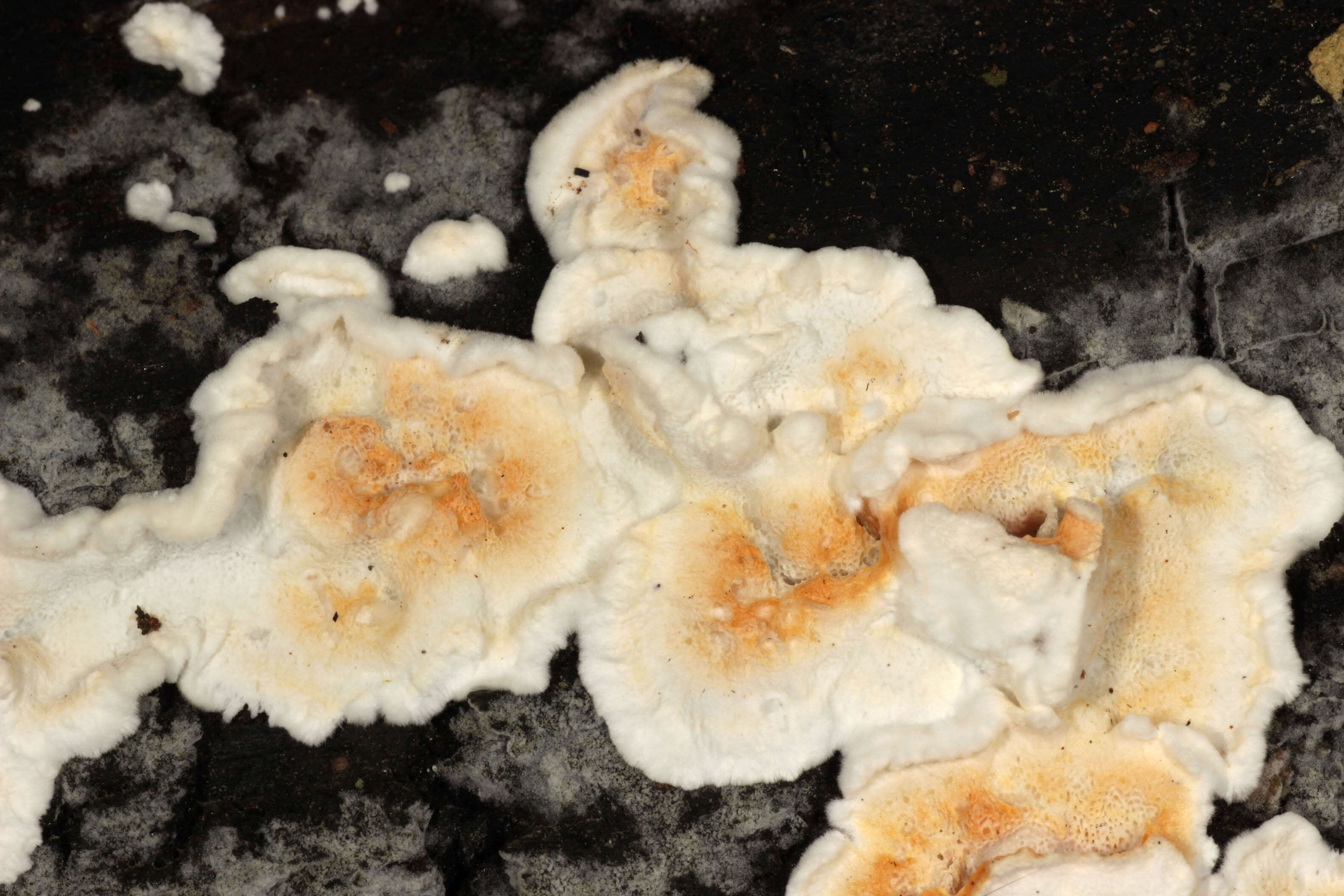 Image de Polypore sanguinolent