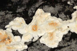 Image de Polypore sanguinolent