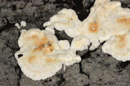 Image de Polypore sanguinolent