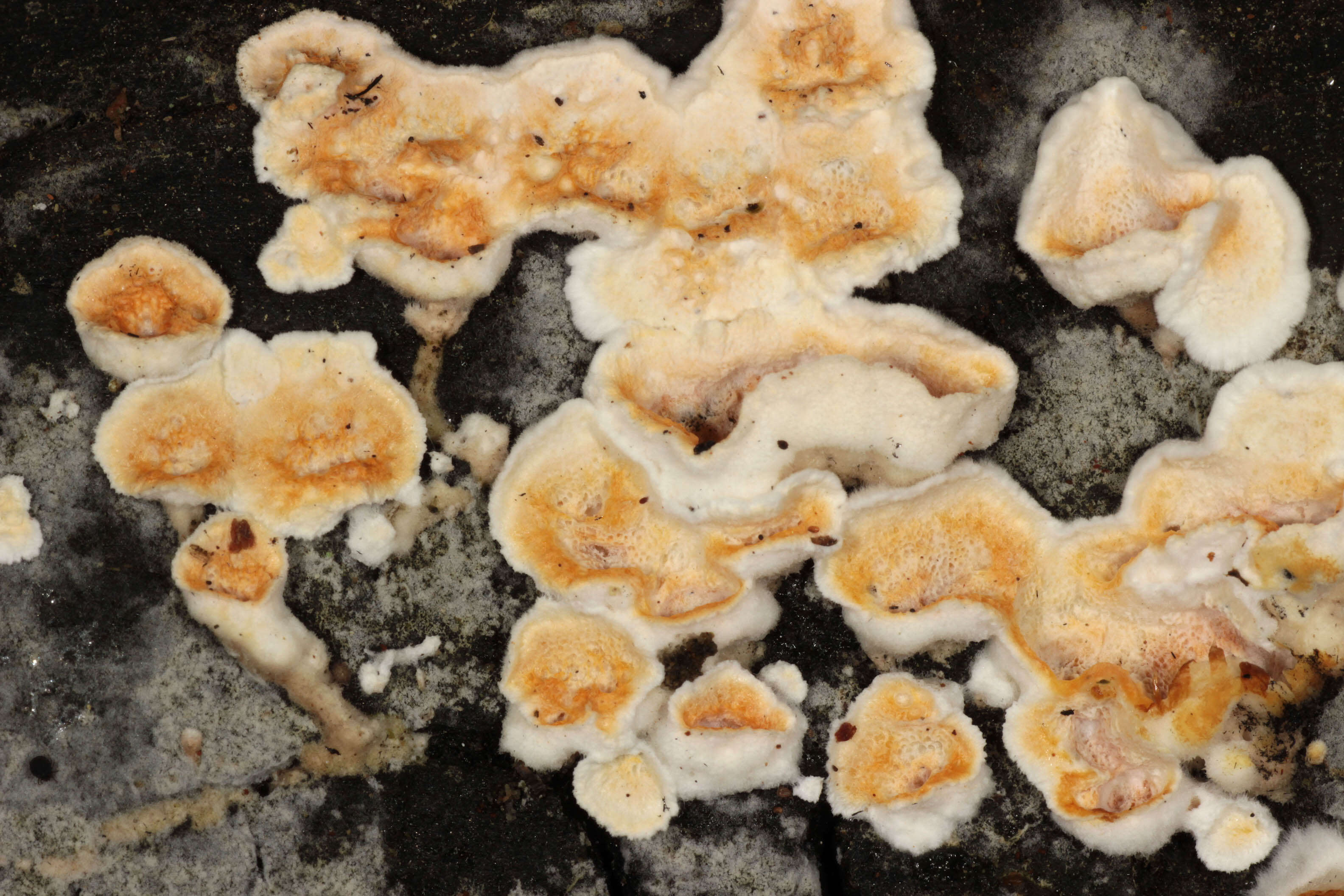 Image de Polypore sanguinolent