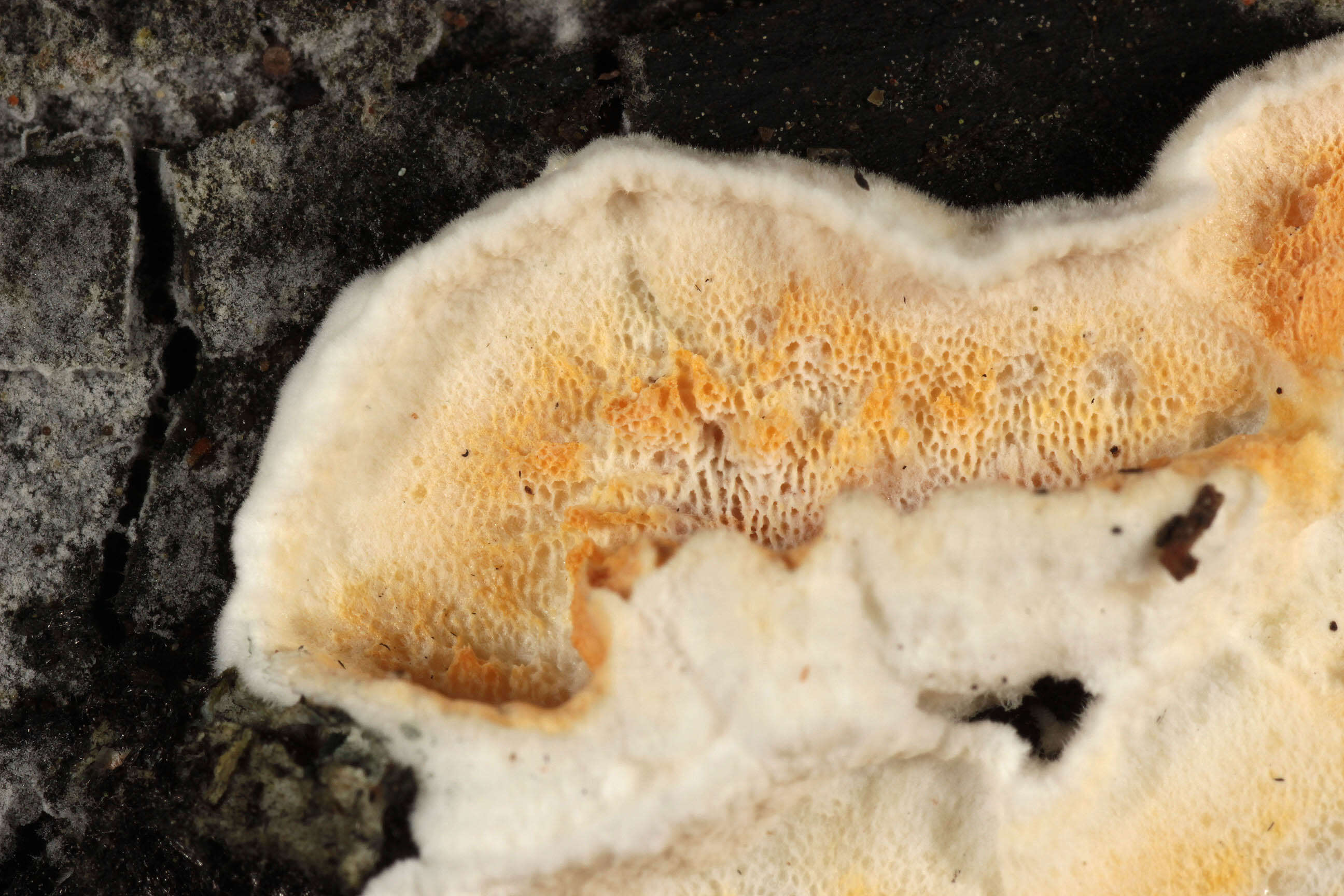 Image de Polypore sanguinolent