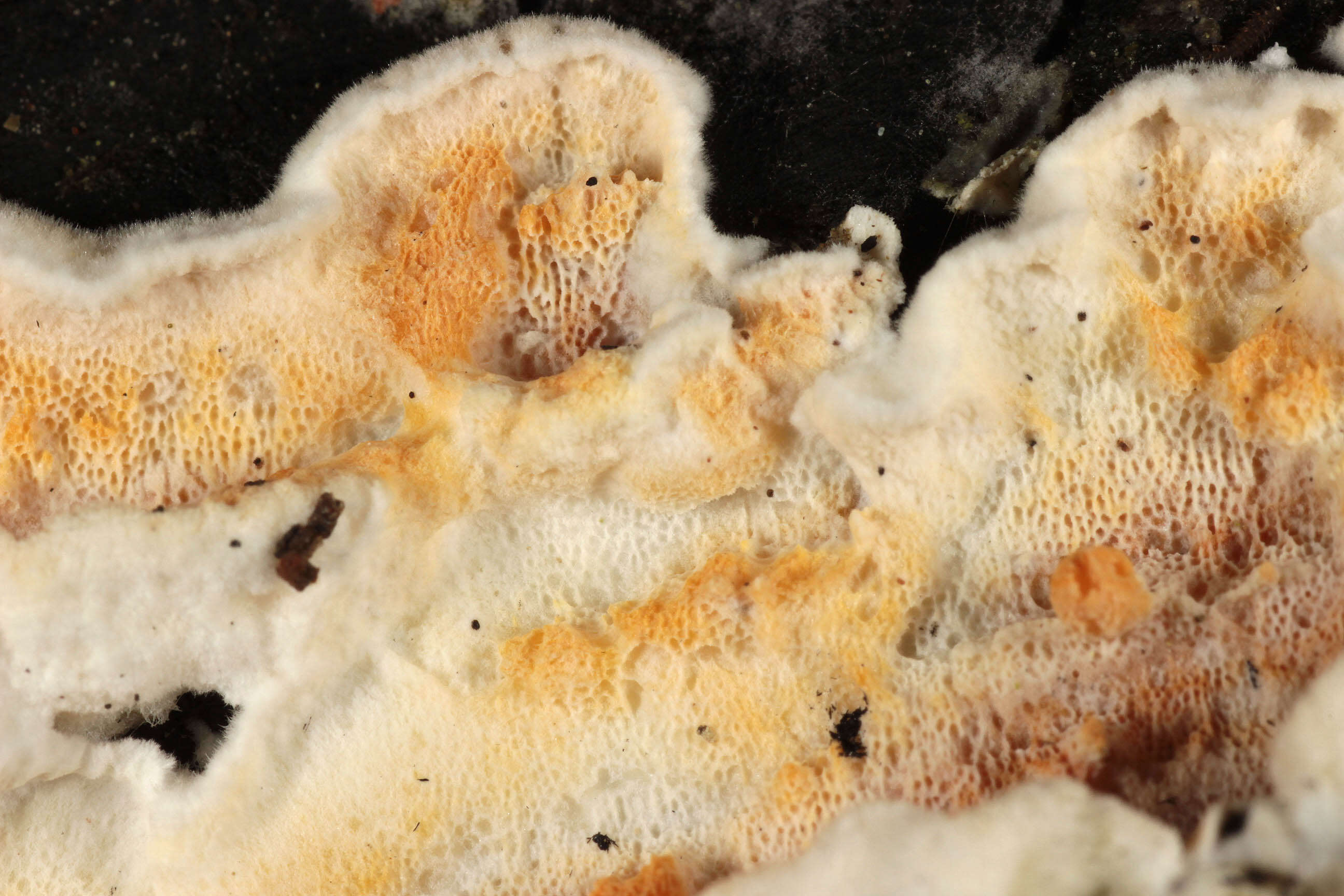 Image de Polypore sanguinolent