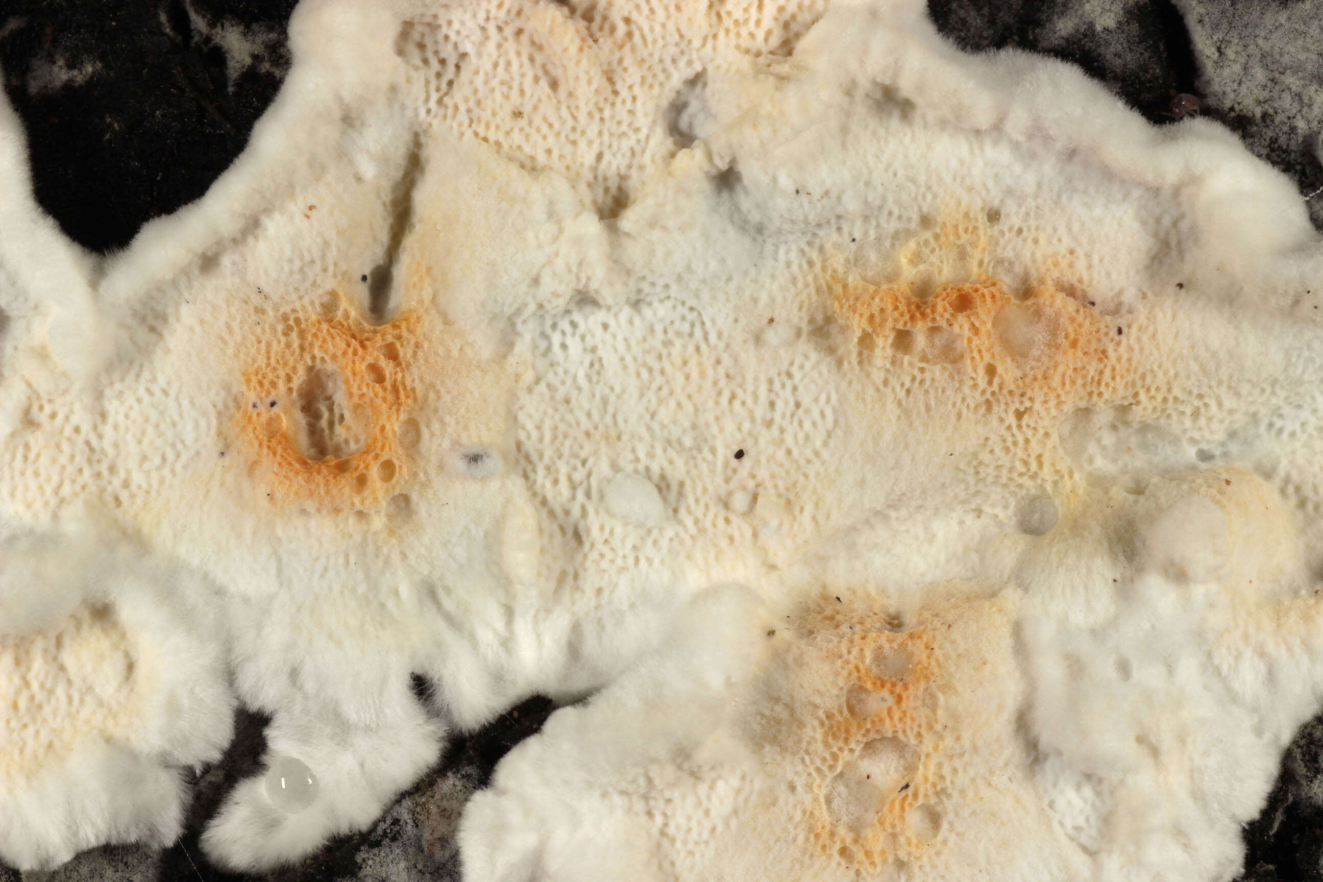 Image de Polypore sanguinolent