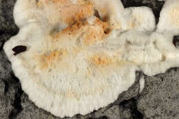 Image de Polypore sanguinolent