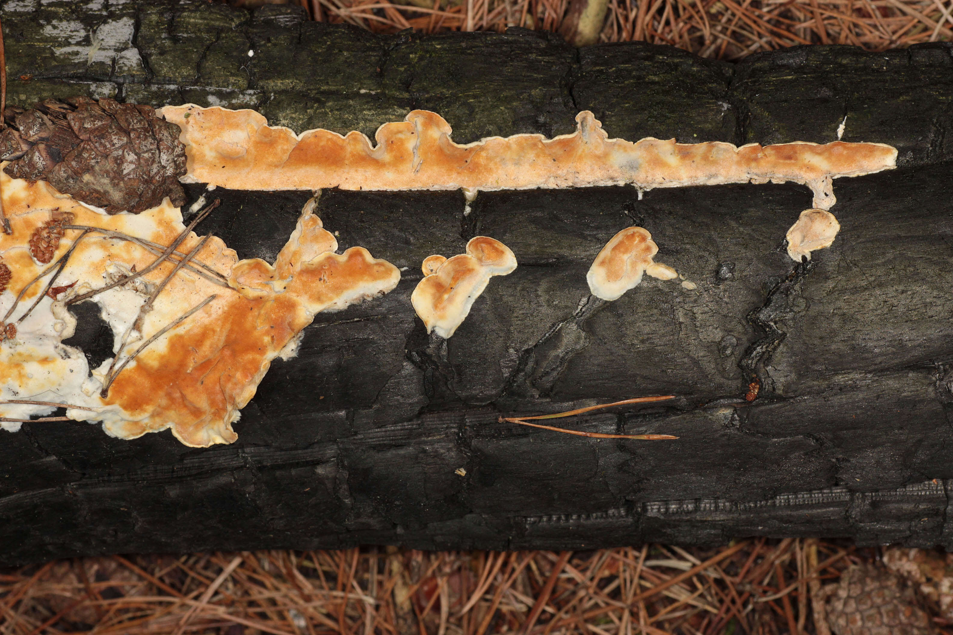 Image de Polypore sanguinolent