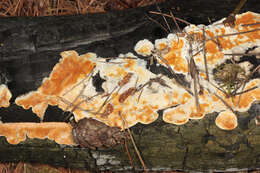 Image de Polypore sanguinolent