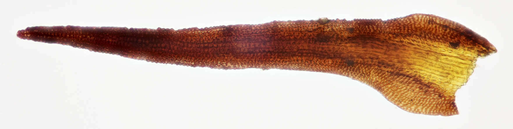 Image of Roth's andreaea moss