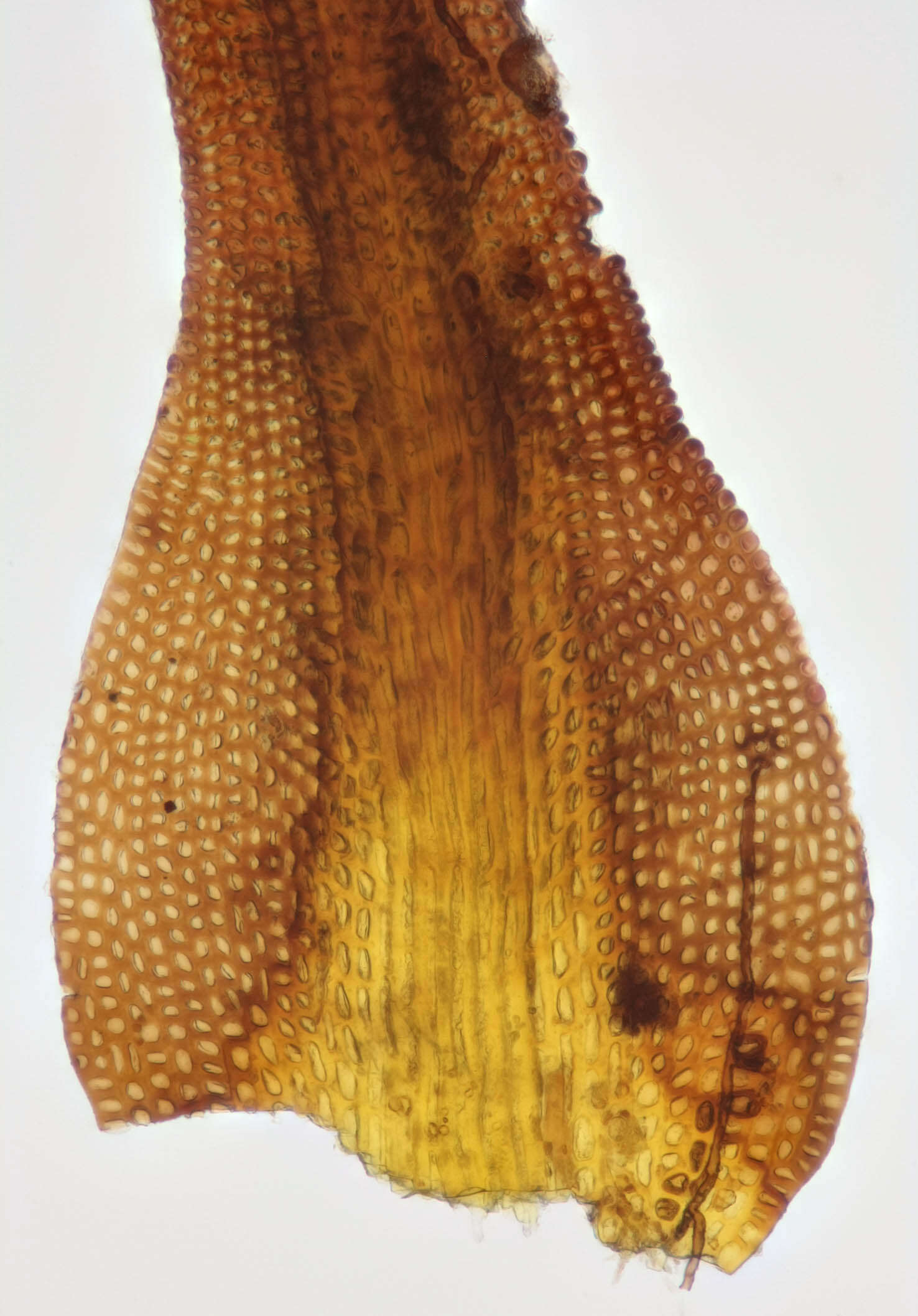 Image of Roth's andreaea moss