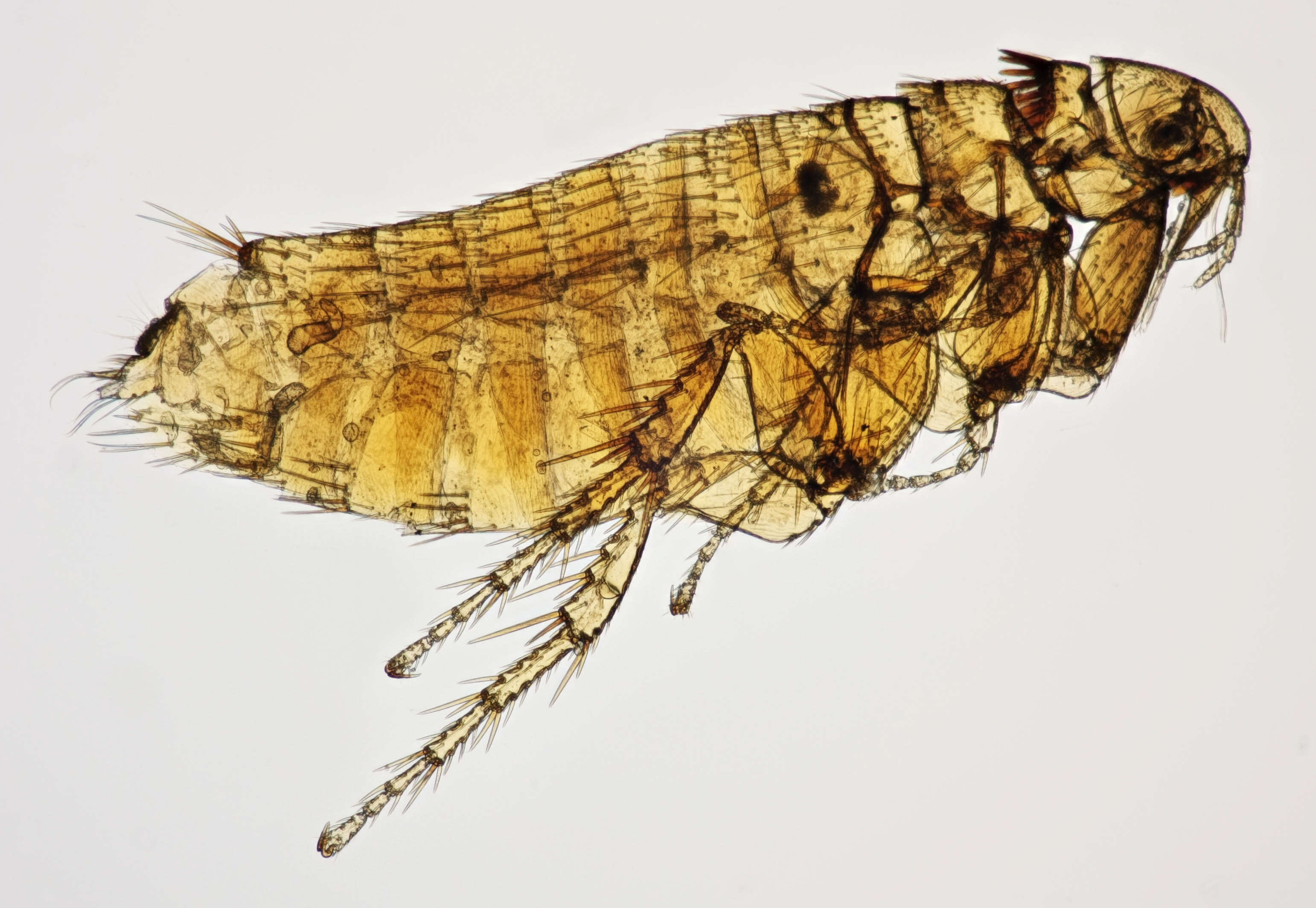 Image of rodent flea