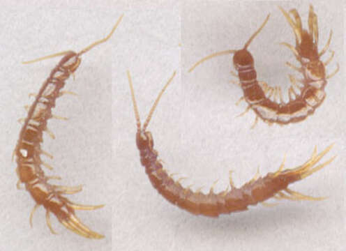 Image of Lithobius subgen. Sigibius Chamberlin 1913