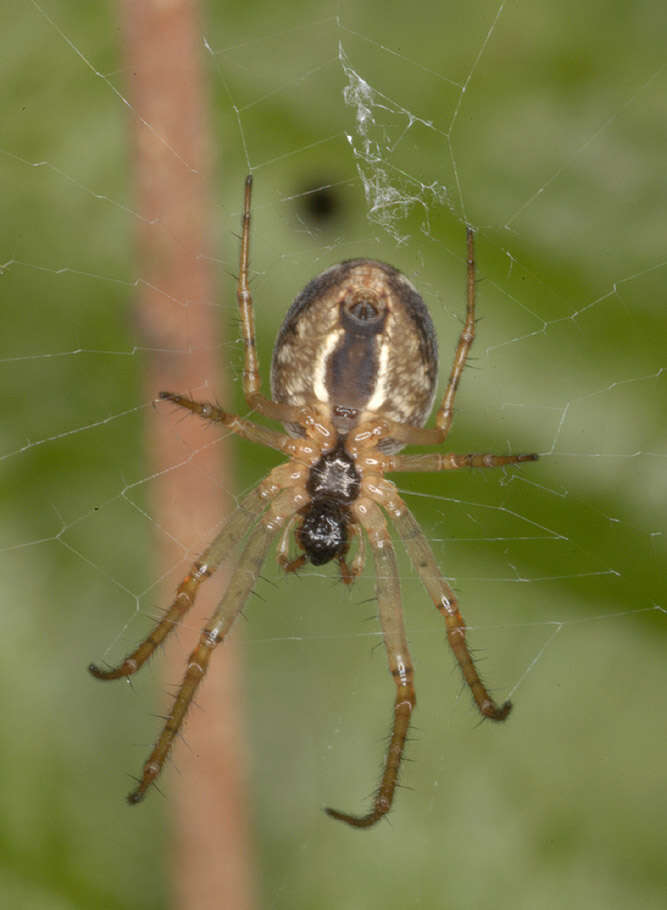 Image of Metellina mengei (Blackwall 1869)