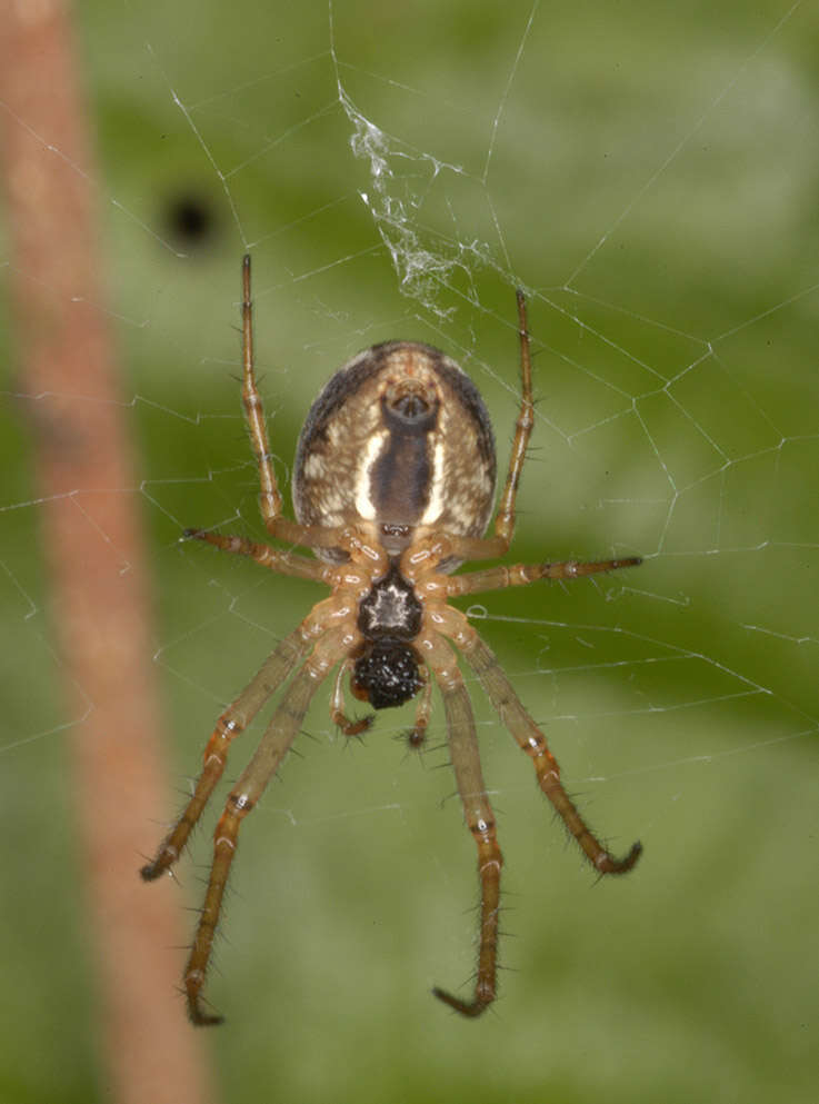 Image of Metellina mengei (Blackwall 1869)