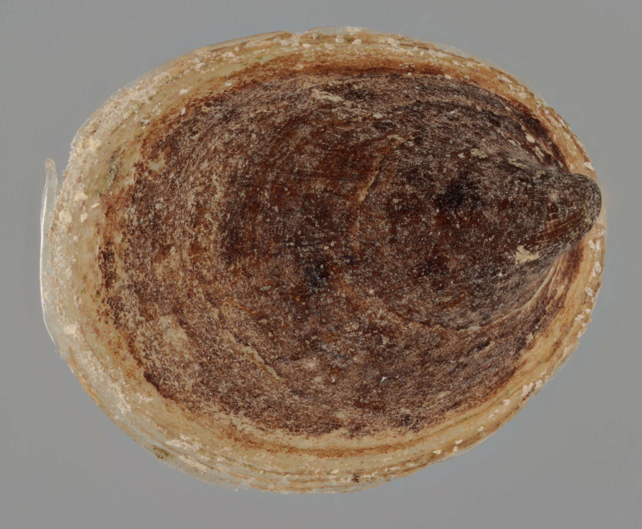 Image of River Limpet