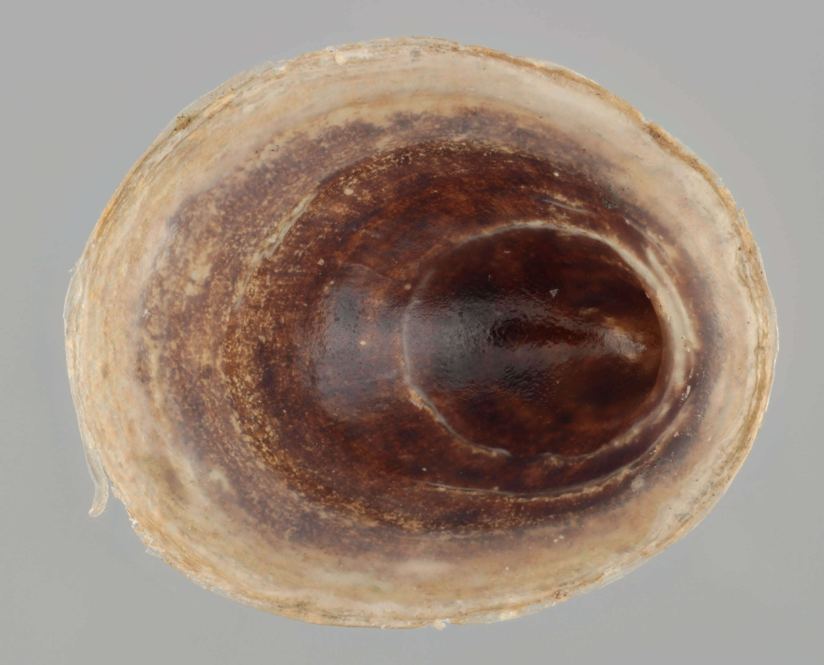 Image of River Limpet