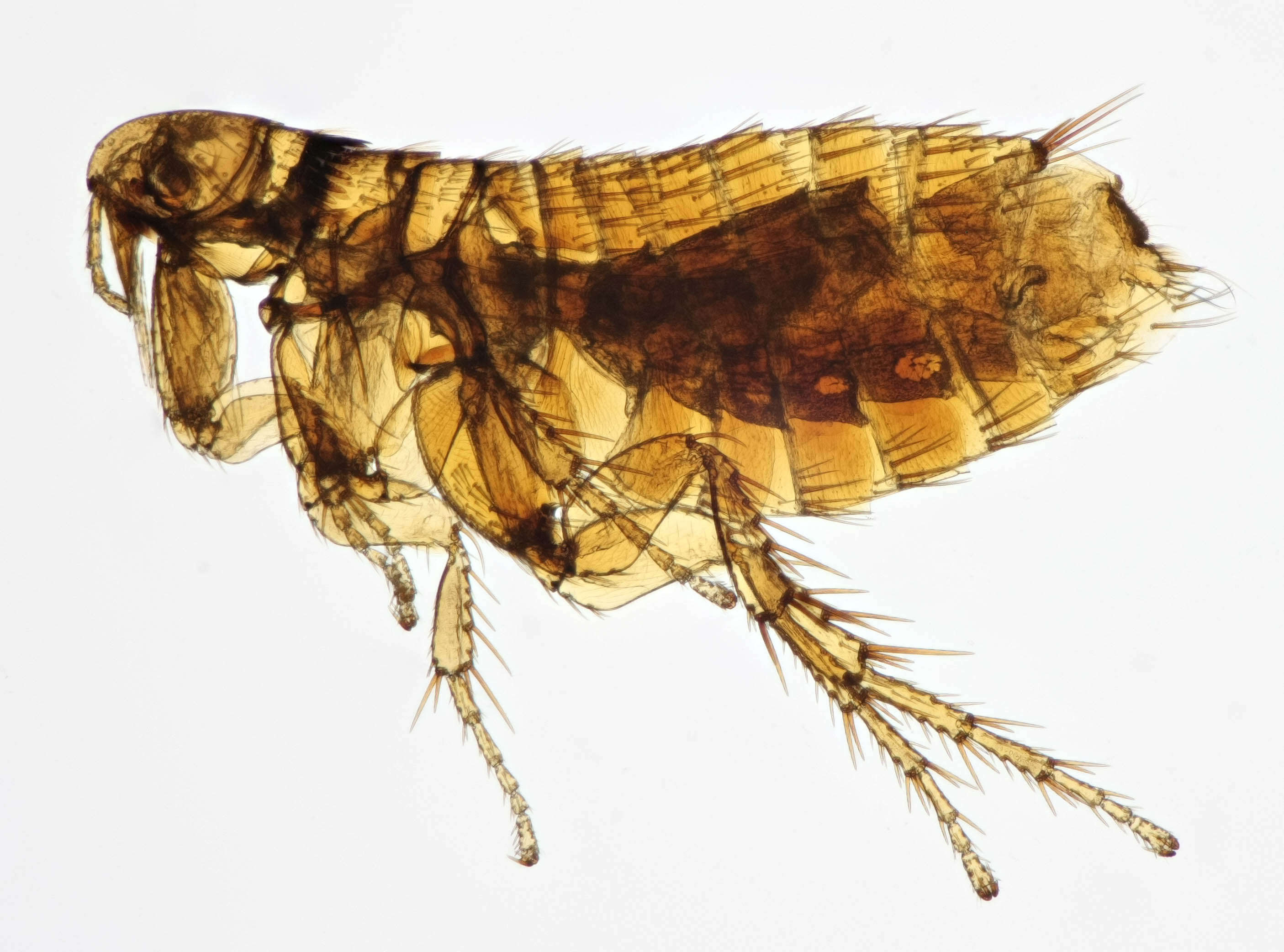 Image of rodent flea