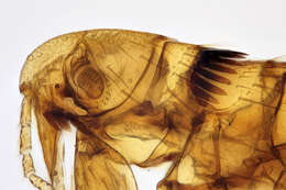 Image of rodent flea