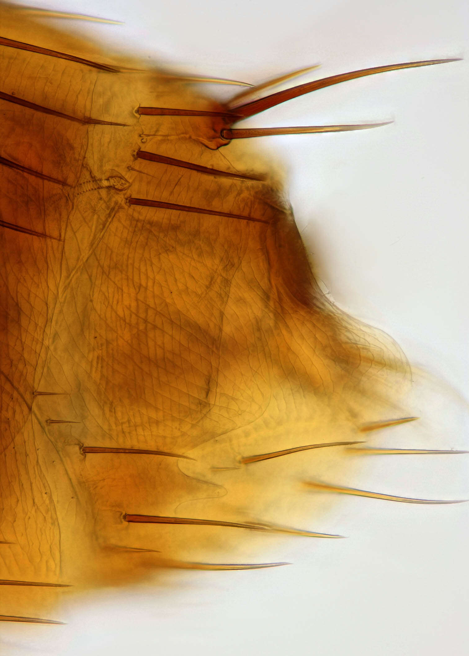 Image of rodent flea