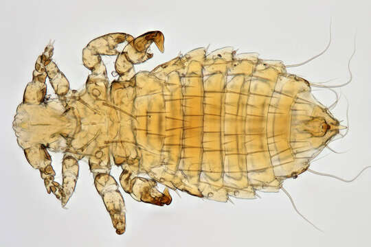 Image of Sucking louse