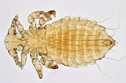 Image of Sucking louse