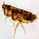Image of Dasypsyllus gallinulae gallinulae (Dale 1878)
