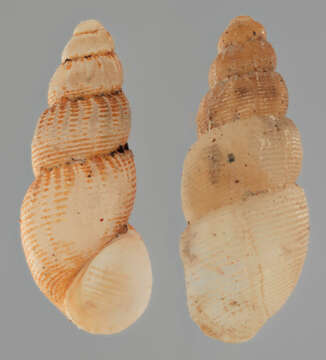 Image of semi-ribbed spire snail