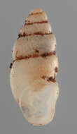Image of Carychium tridentatum (Risso 1826)