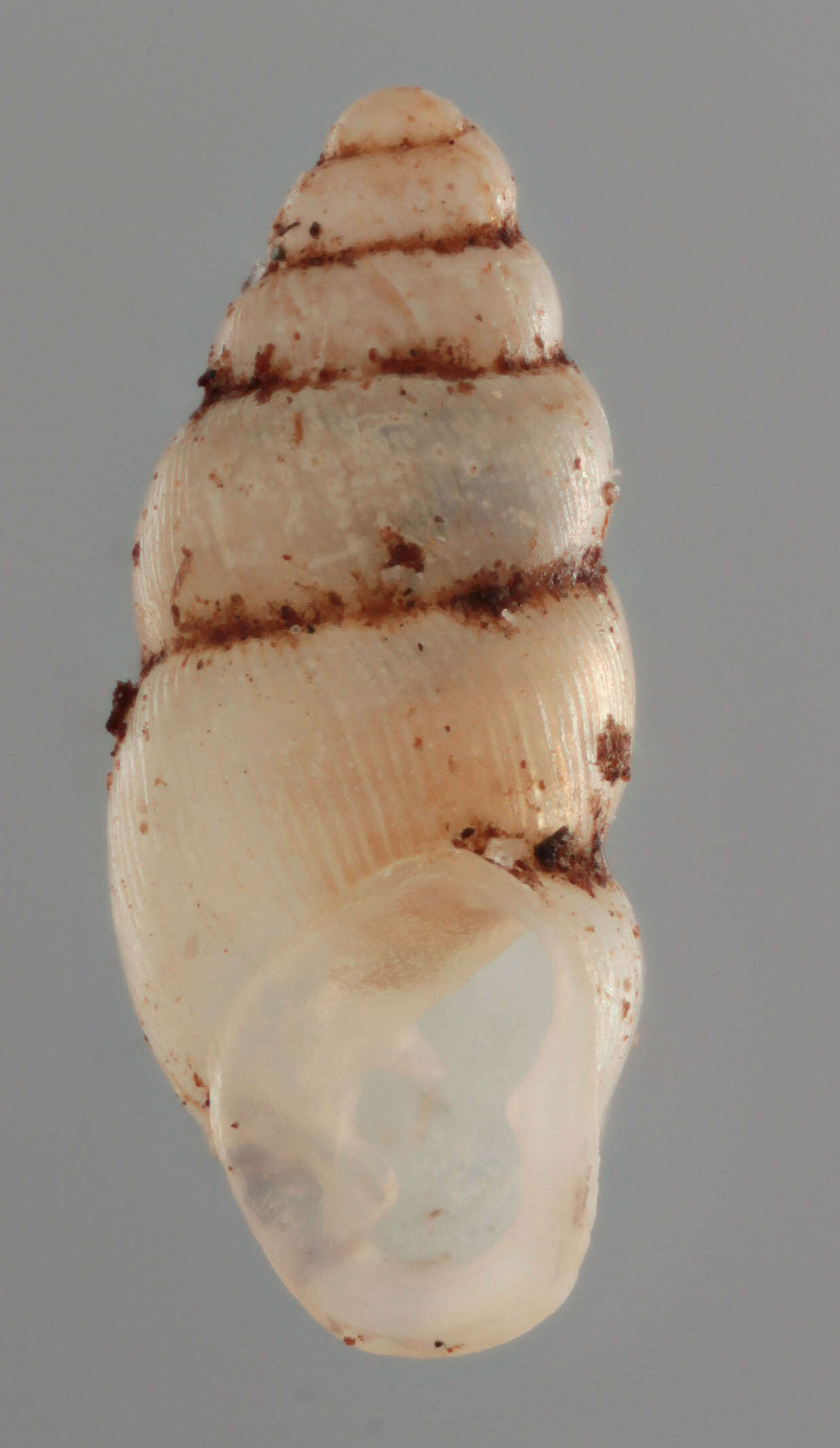Image of Carychium tridentatum (Risso 1826)