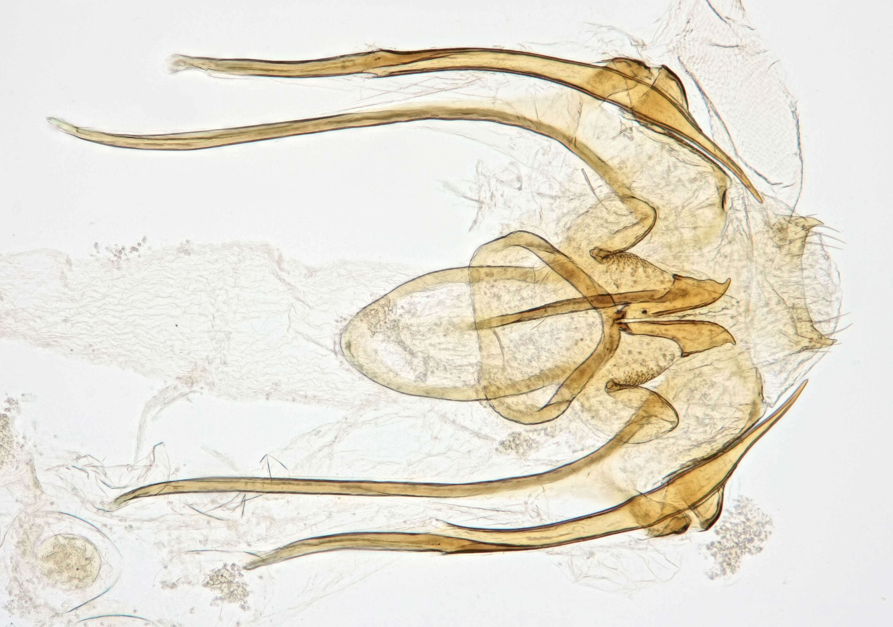 Image of Contacyphon variabilis (Thunberg 1785)