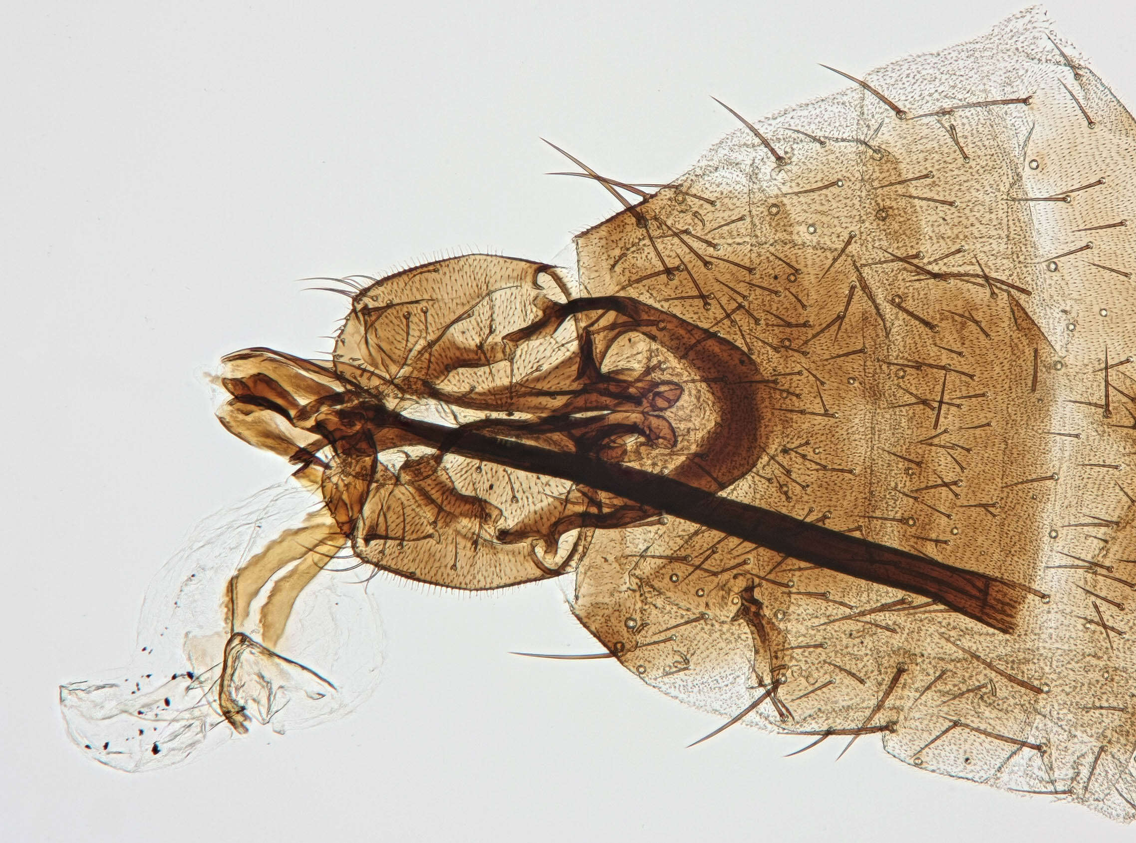 Image of Chromatomyia horticola Goureau 1851