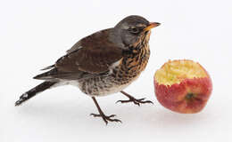 Image of Fieldfare