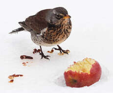 Image of Fieldfare