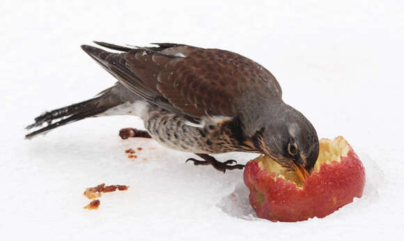 Image of Fieldfare