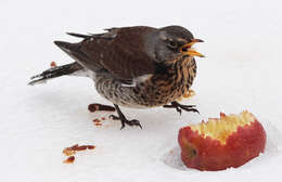 Image of Fieldfare