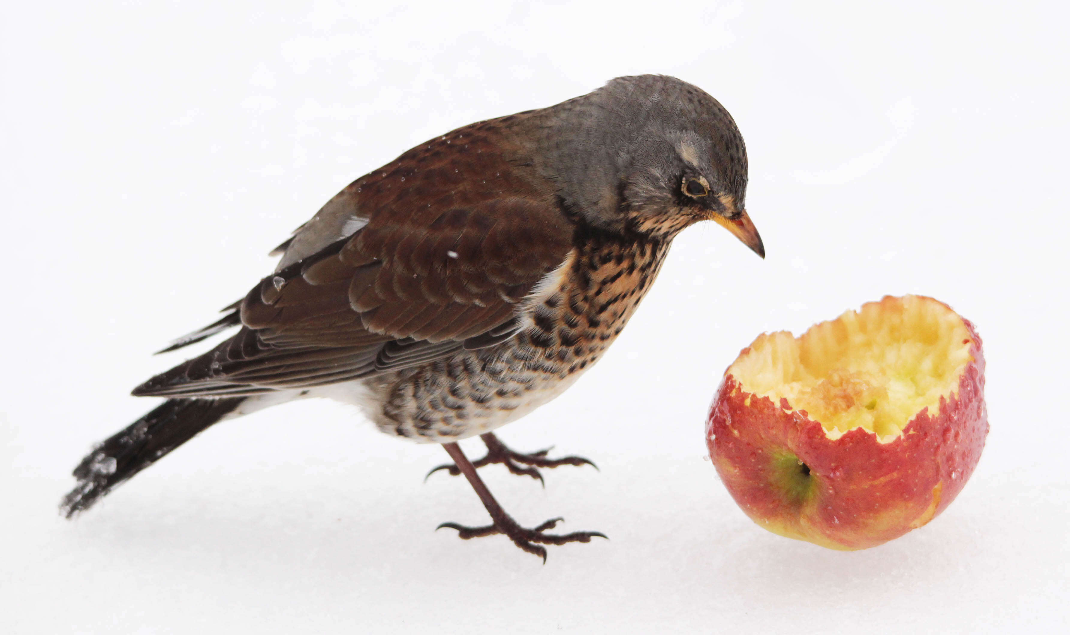 Image of Fieldfare