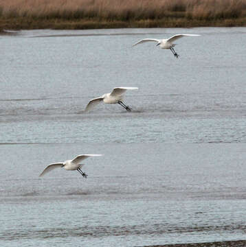 Image of Little Egret