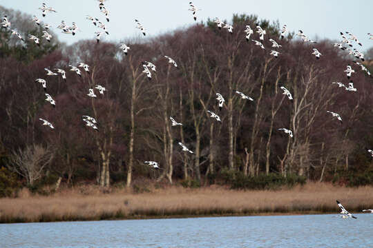 Image de Avocette à tête noire