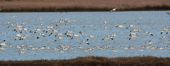 Image of avocet, pied avocet