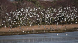 Image de Avocette à tête noire