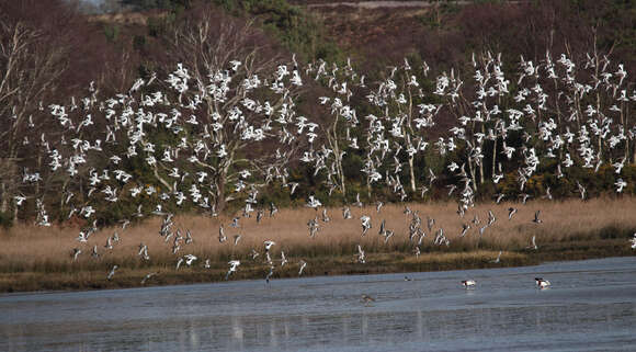 Image of avocet, pied avocet