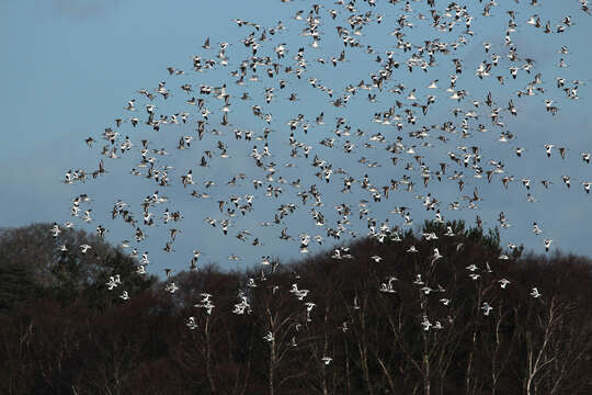 Image of avocet, pied avocet