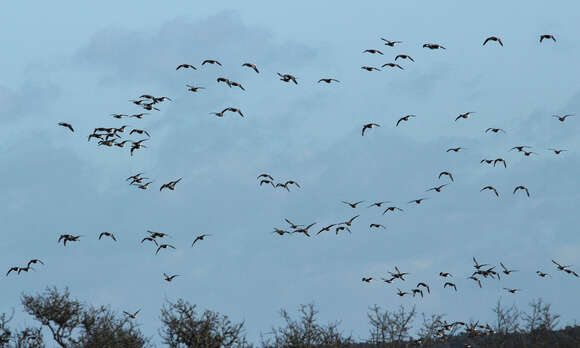 Image of Brant Goose