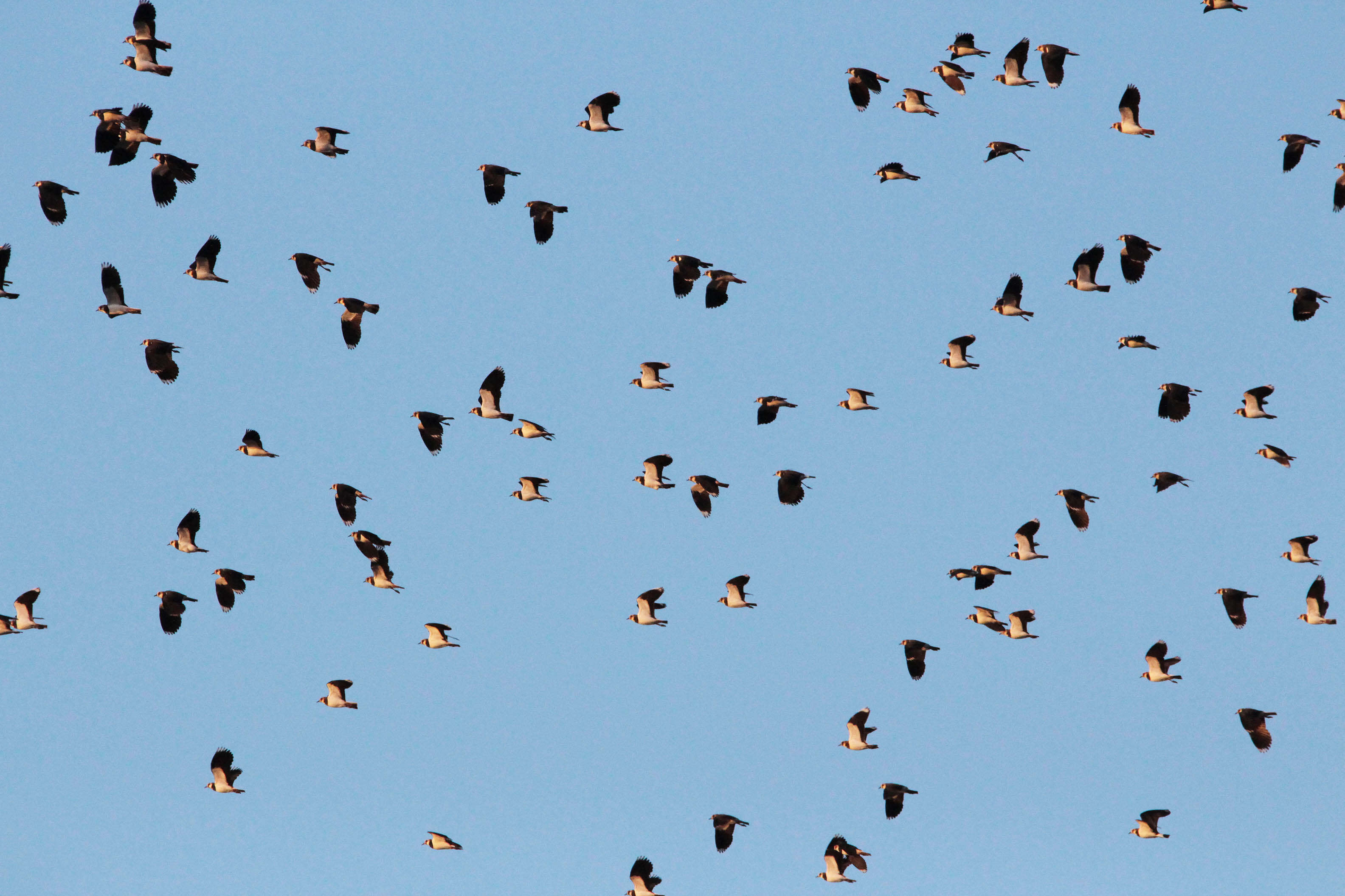 Image of Lapwing