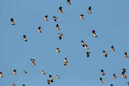 Image of Lapwing