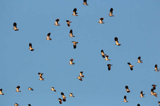 Image of Lapwing