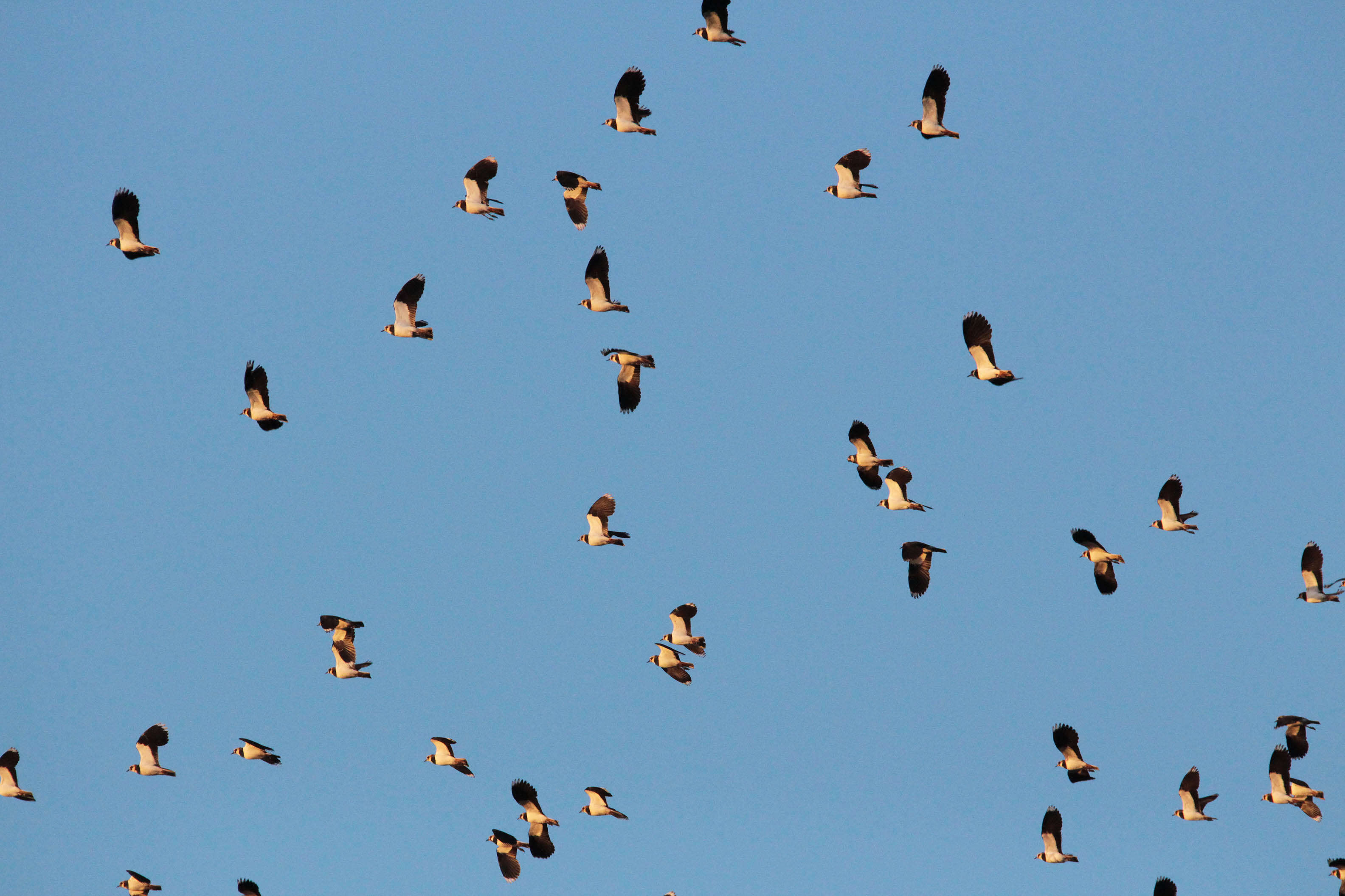 Image of Lapwing