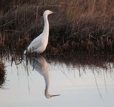 Image of Little Egret