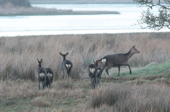 Image de Cerf Sika