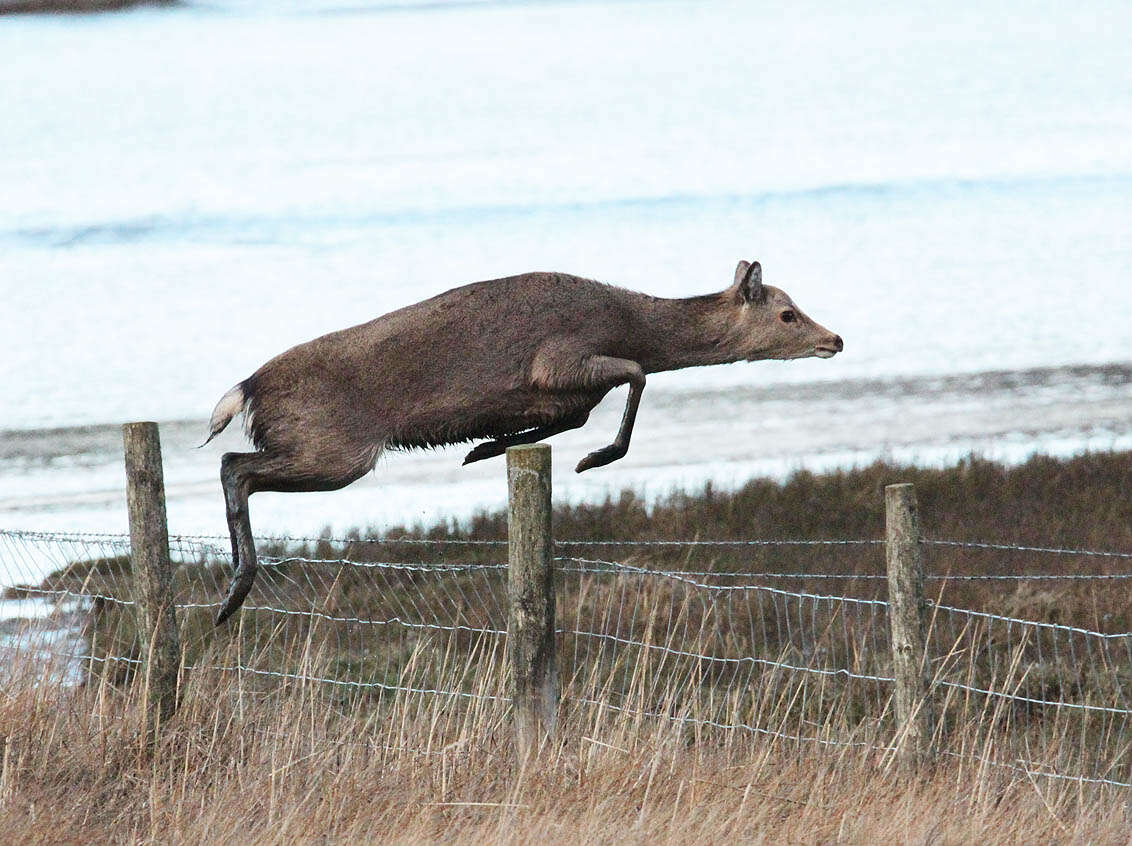 Image of sika deer